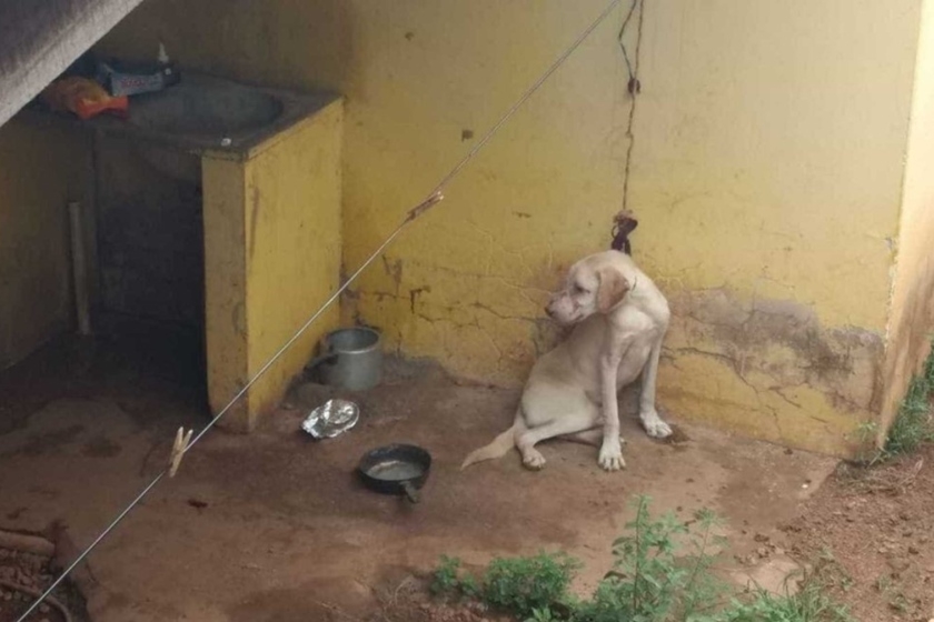 Cachorro é resgatado após ficar preso por semanas sem poder se mover