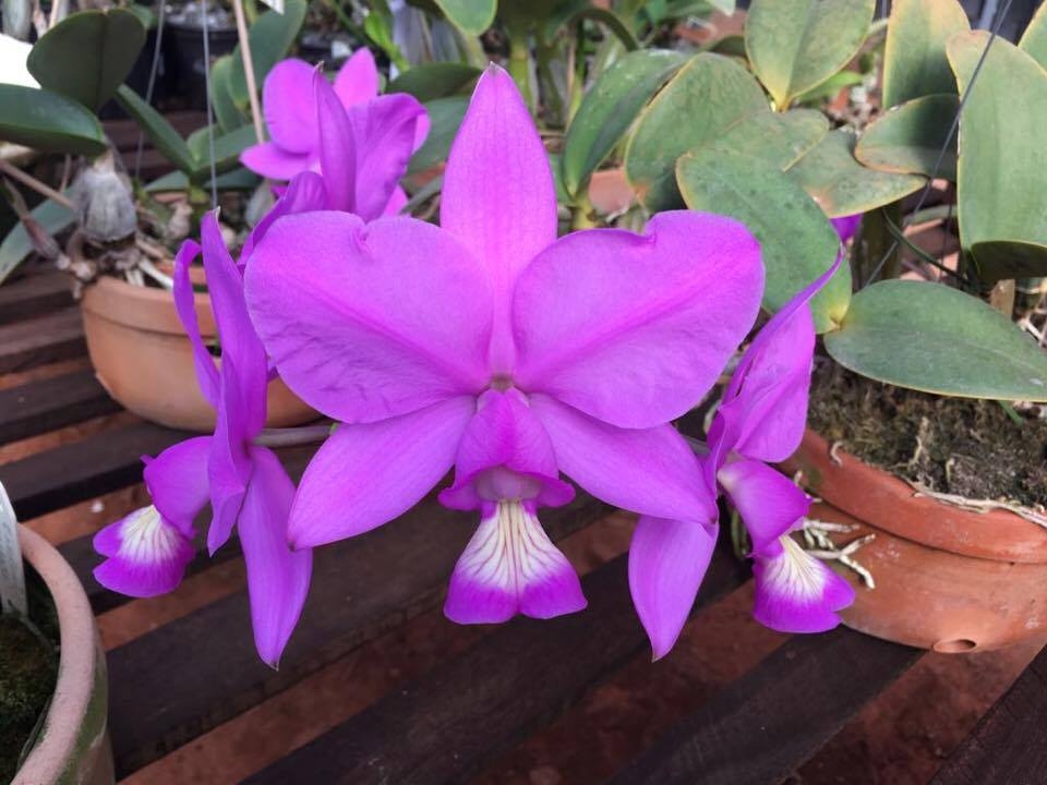 Exposição Nacional de Orquídeas encerra neste domingo em Goiânia 