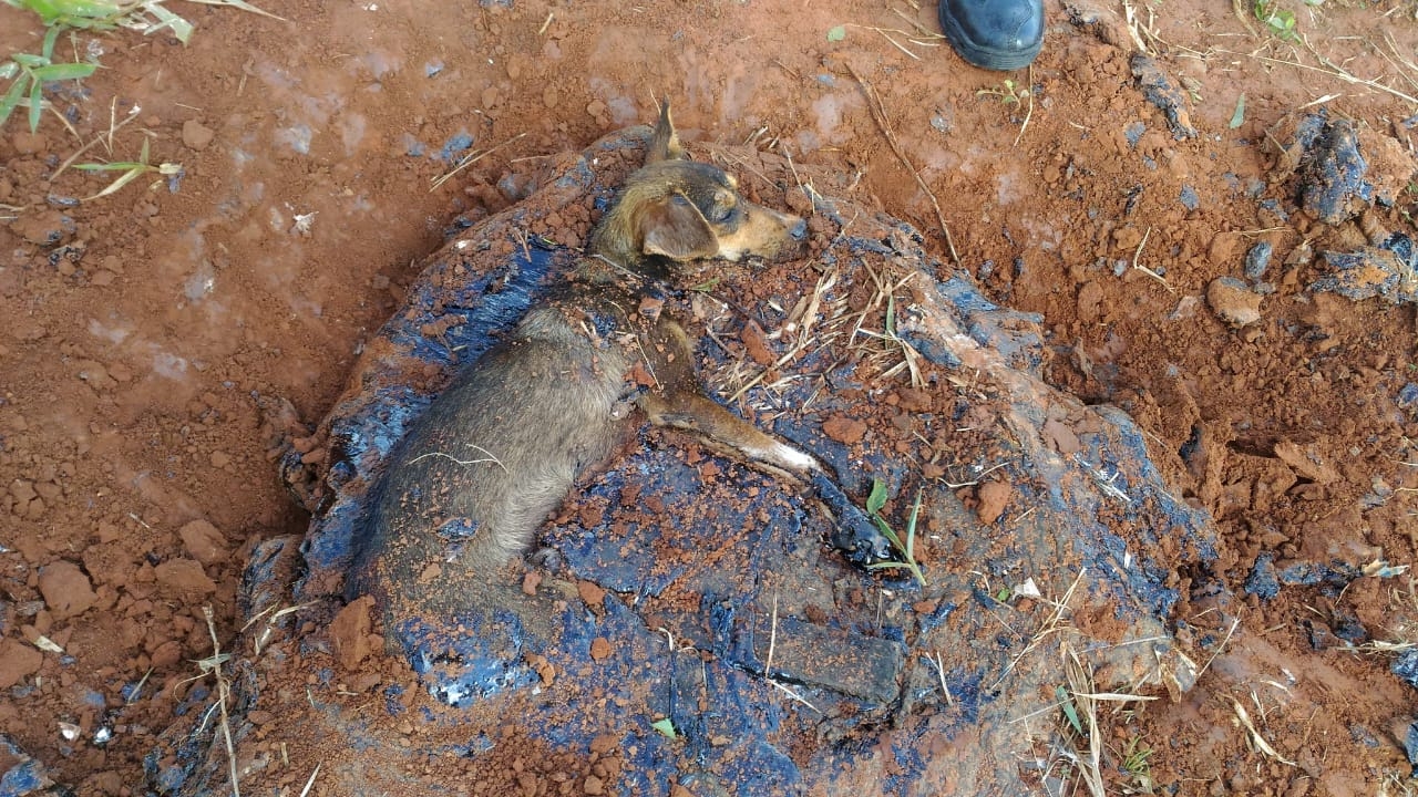 Bombeiros resgatam cão preso em poça de piche