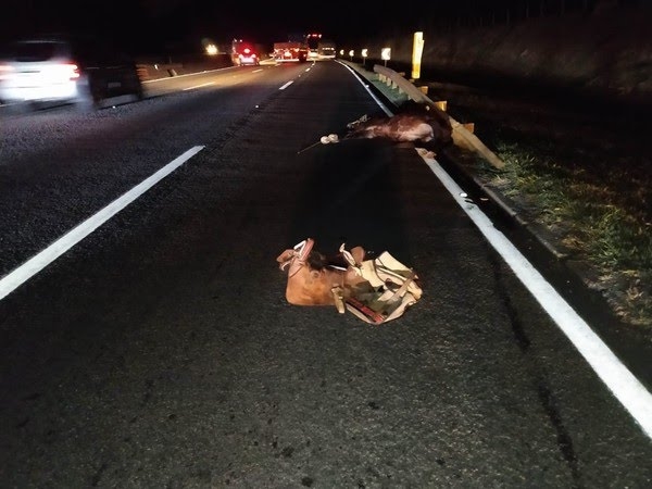 Cavaleiro morre após ser atropelado por caminhão