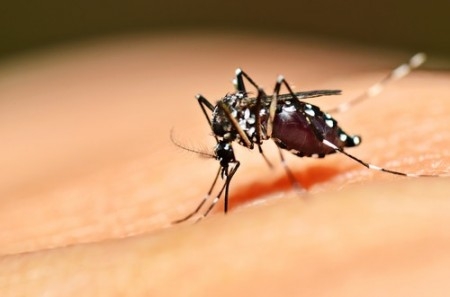 Neste ano já foram 77 mortes por dengue no Brasil