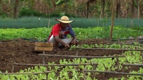 Governo lança programa que beneficia famílias de agricultores em vulnerabilidade social
