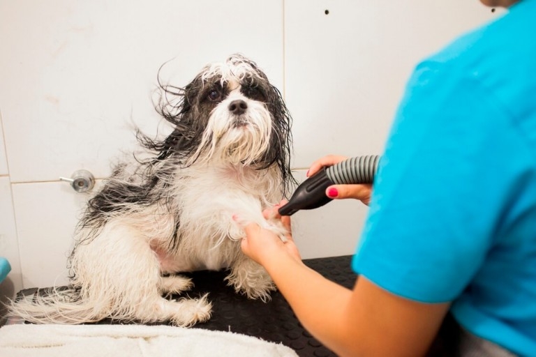 Projeto de lei quer obrigar pet shops a instalarem câmeras de segurança