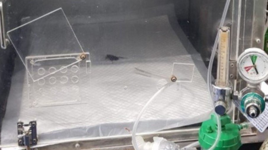 Barata pisoteada é levada para a emergência de hospital veterinário
