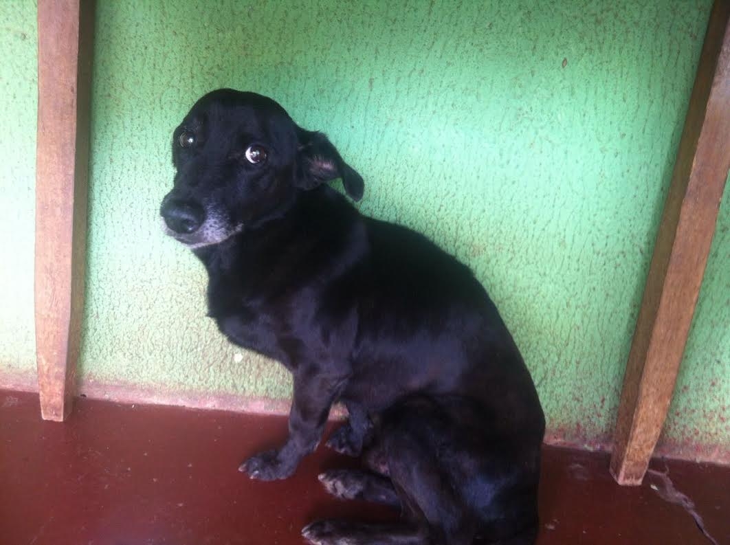 Velhinhos de quatro patas