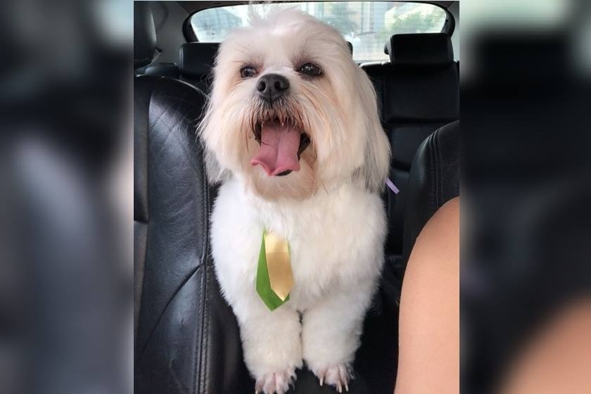 Jovem oferece R$ 5 mil de recompensa para quem achar seu cachorro