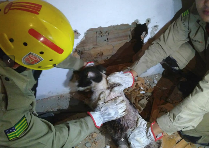Cachorro preso entre duas paredes é resgatado pelos bombeiros