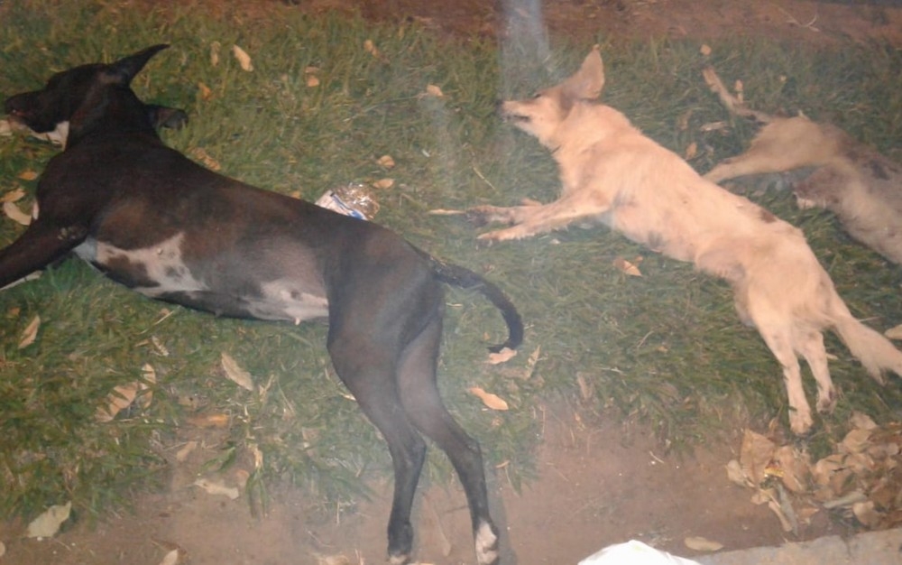 Envenenamento de cães em Aparecida de Goiânia é investigado pela Polícia