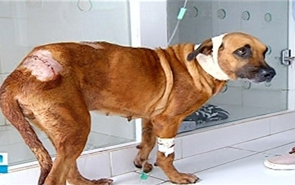 Homem é preso suspeito de agredir cachorra em Caldas Novas