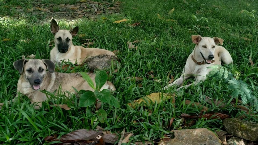 Morte de cães é mistério na Universidade Federal do Pará