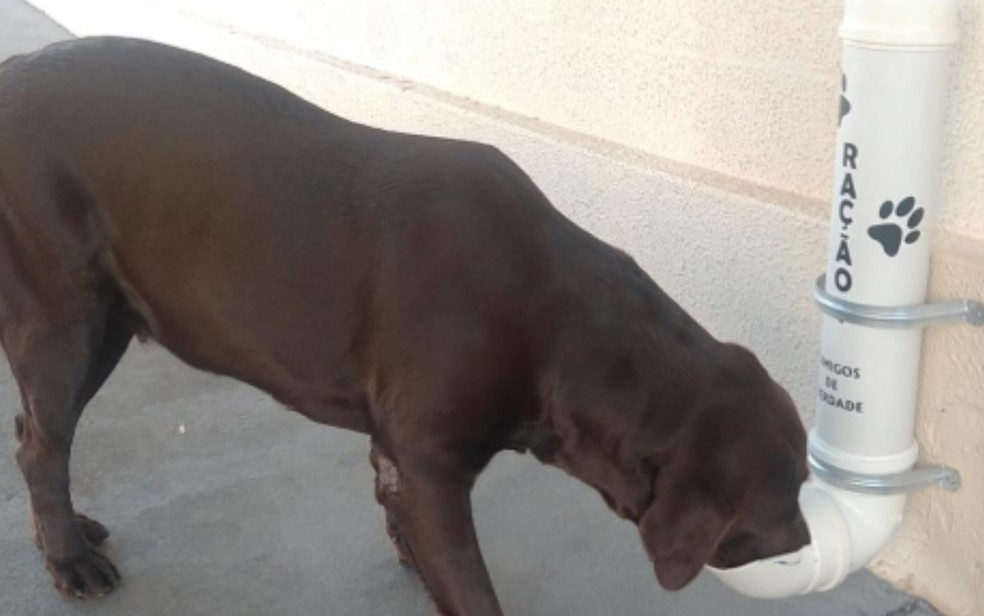 Adolescente de 13 anos cria projeto para alimentar cães de rua