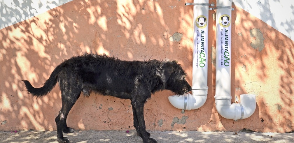 Cachorros de rua podem ganhar comedouros e bebedouros em praças públicas