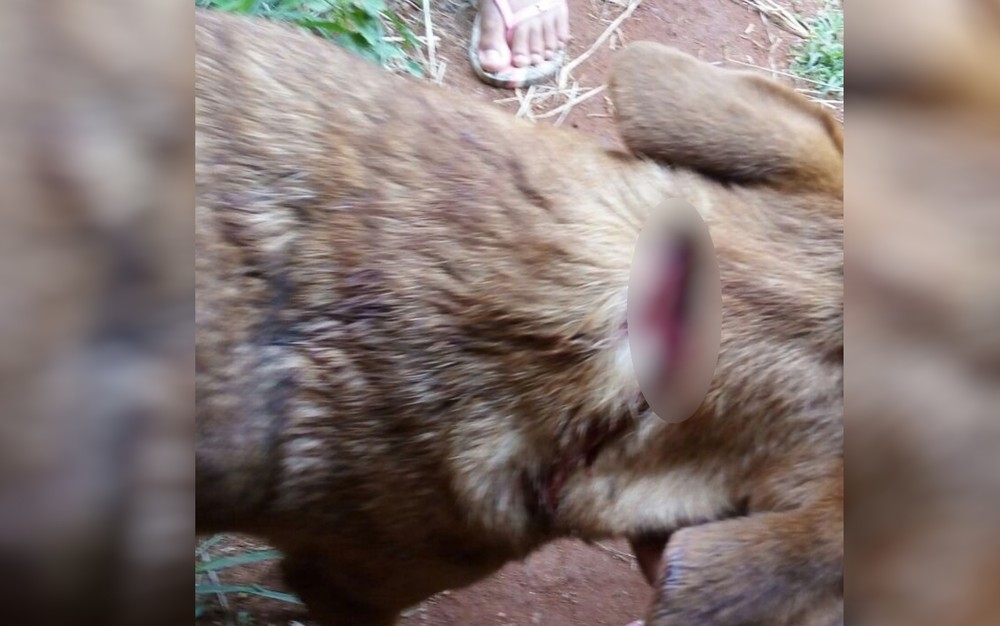 Suspeito de esquartejar um cachorro e esfaquear outro é preso