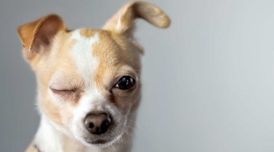 Prefeitura cancela queima de fogos para proteger animais do barulho