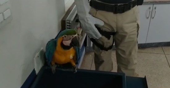 Arara é encontrada ferida em Hidrolândia