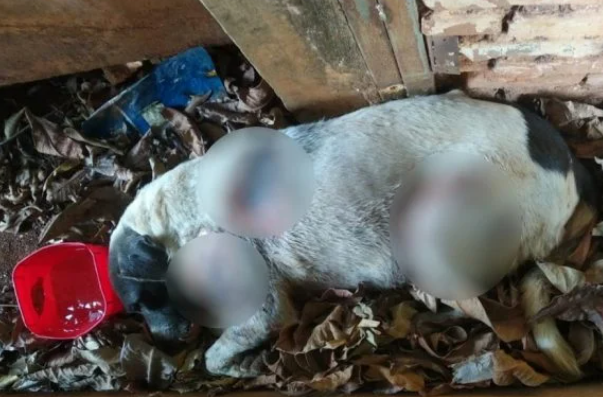 Suspeitos de tentar matar cadela por R$ 70 são presos em Turvânia