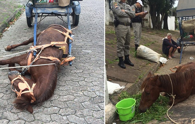 Sobre o projeto do vereador Djalma Araújo proibindo o uso de carroça