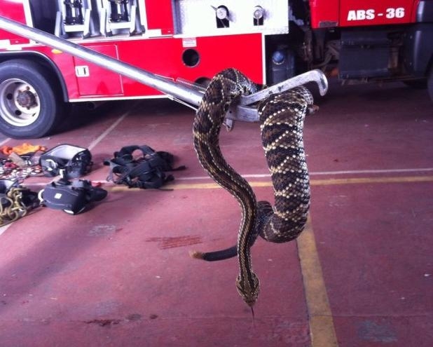 Bombeiros capturam duas cascavéis em Goiânia