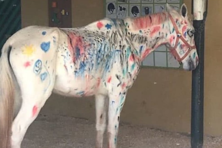 Cavalo é pintado por crianças em colônia de férias e causa polêmica nas redes sociais