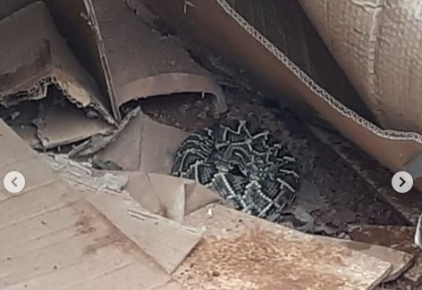 Cobra é resgatada por Corpo de Bombeiros em Ipameri-GO