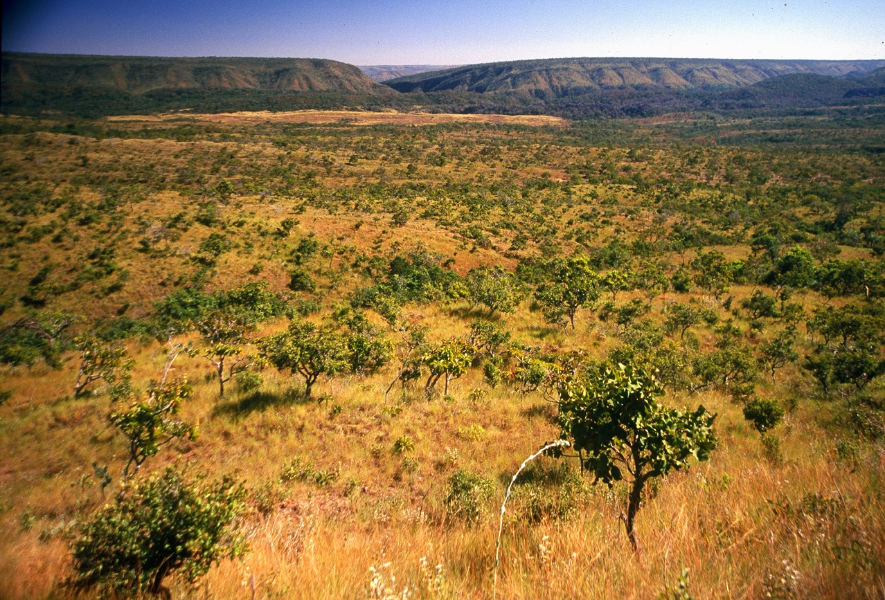 Governo anuncia programa de monitoramento do Cerrado