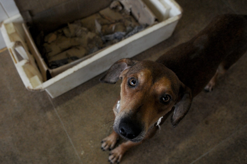 Projeto de lei cria Delegacia Eletrônica de Proteção Animal