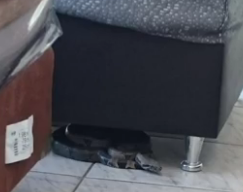 Cobra é encontrada em loja de colchões em Goiânia
