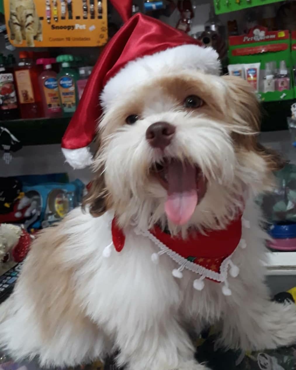 Pets também entram no espírito natalino
