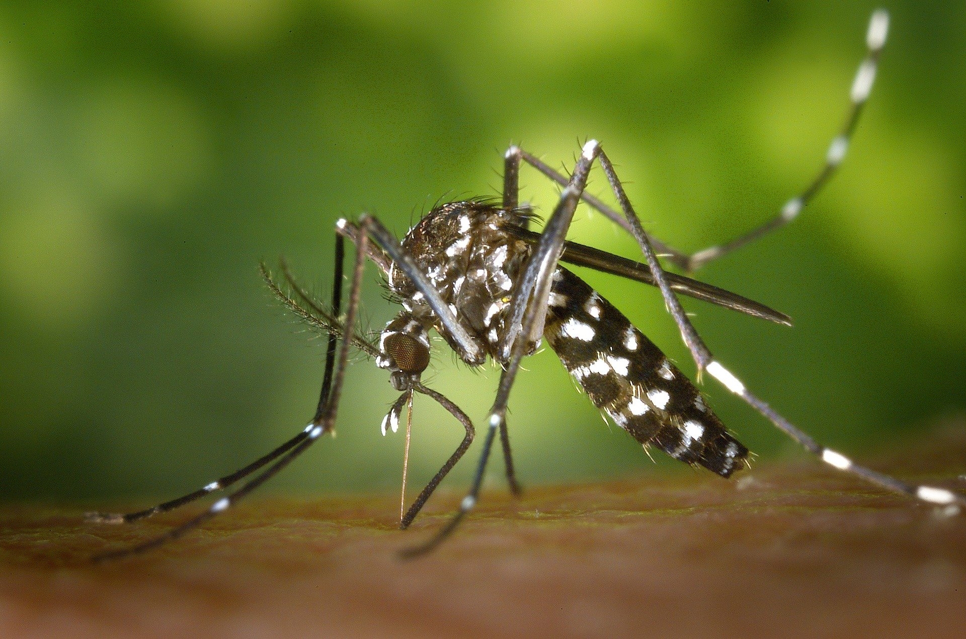 Construtora faz mutirão em bairros de Goiânia para combater Aedes Aegypti