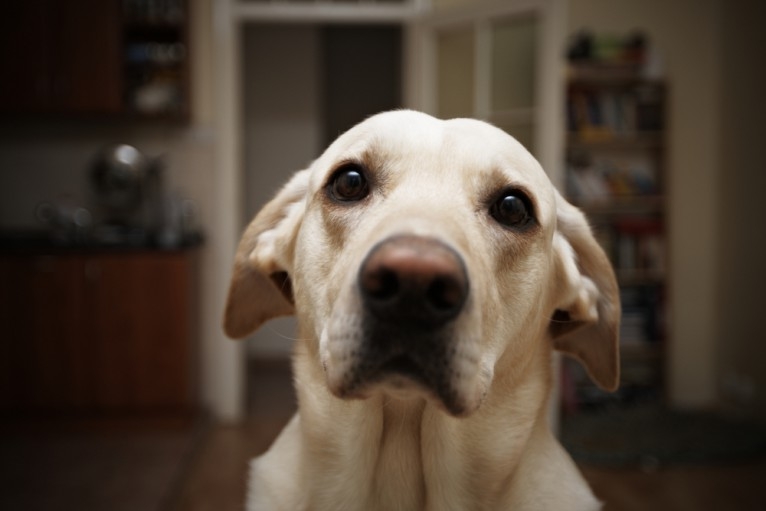 Censo canino mostra os 10 nomes mais escolhido pelos donos em 2017