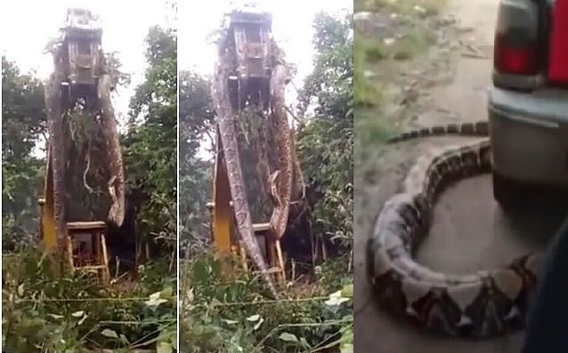Cobra gigante é retirada de floresta por escavadeira; assista