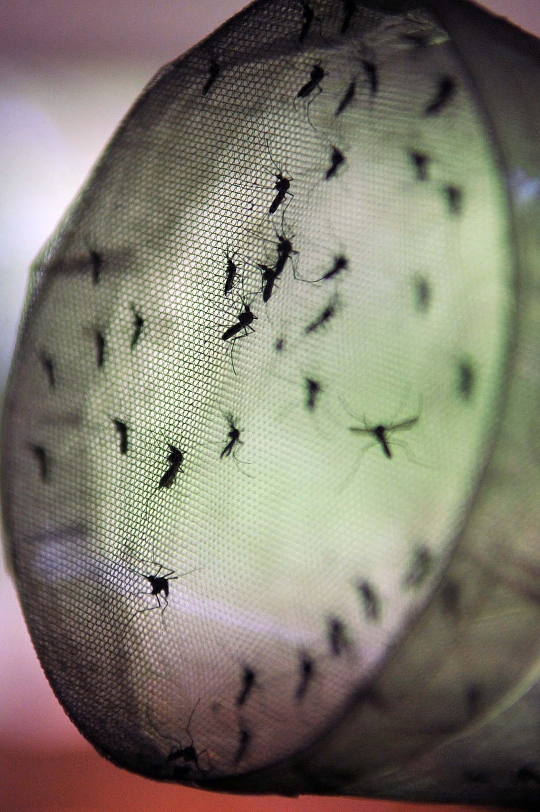 Multa para imóveis com focos do mosquito Aedes Aegypti