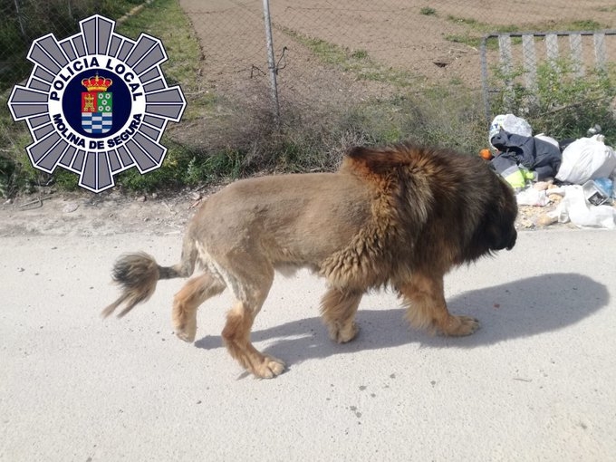 Moradores confundem cachorro com Leão e chamam polícia