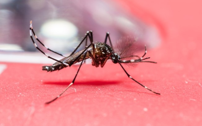 Casos de dengue no Brasil crescem 48% no início do ano