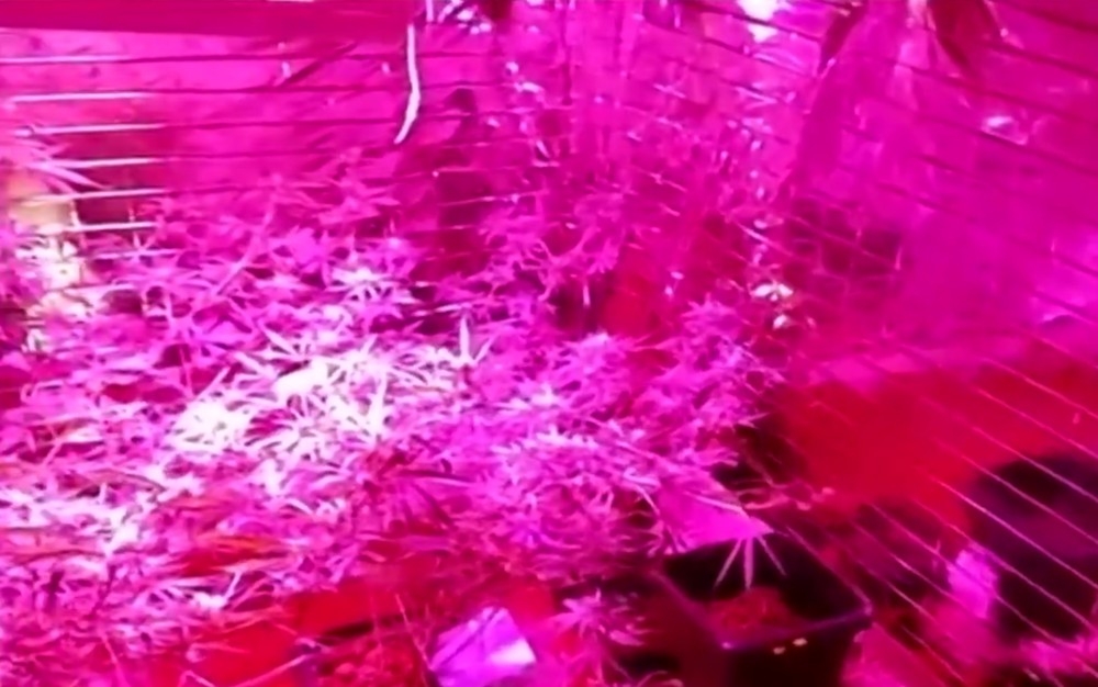 Casal é preso após PM encontrar estufa com 20 pés de maconha em Inhumas