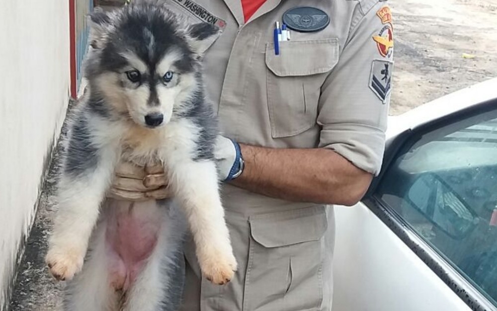 Cachorro é resgatado após ficar preso entre parede e muro