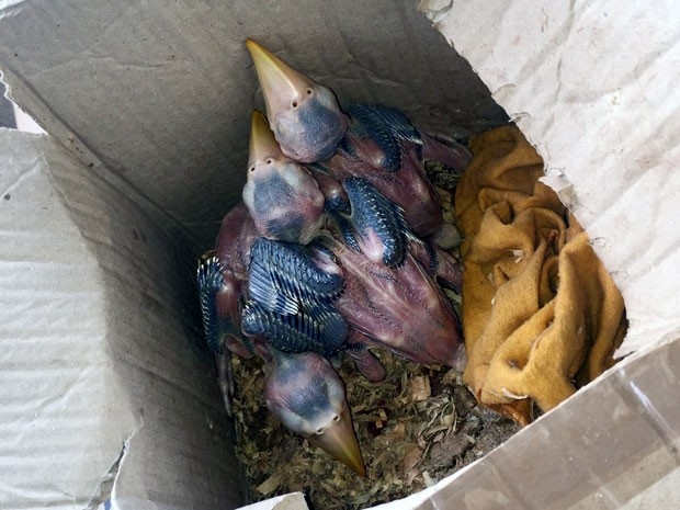 Seis filhotes de tucano são encontrados sendo transportados em caixa de papelão