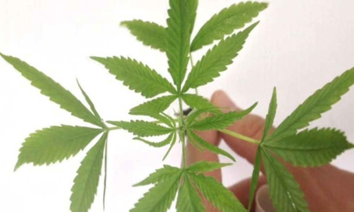 Casal ganha o direito de cultivar maconha para tratamento dos filhos
