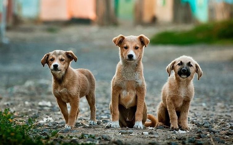 Projeto inclui direitos dos animais no currículo das escolas