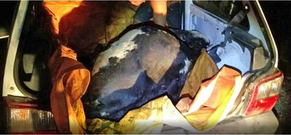 Dupla é presa em flagrante com quatro vacas furtadas dentro de um carro