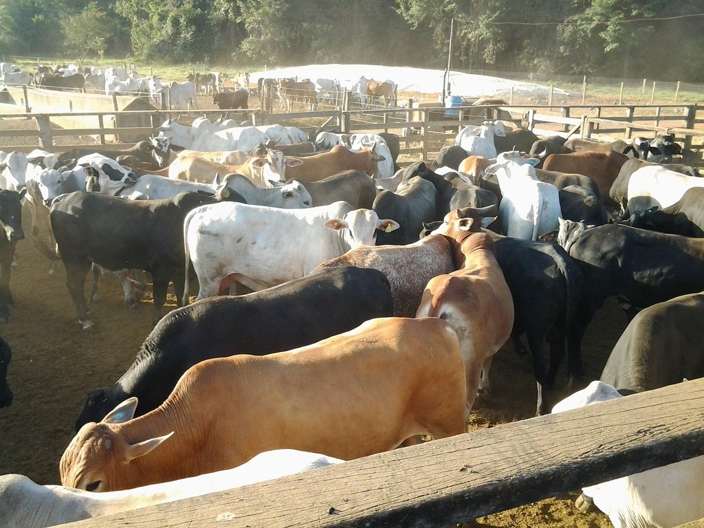Pecuarista oferece recompensa de R$10 mil por gado furtado