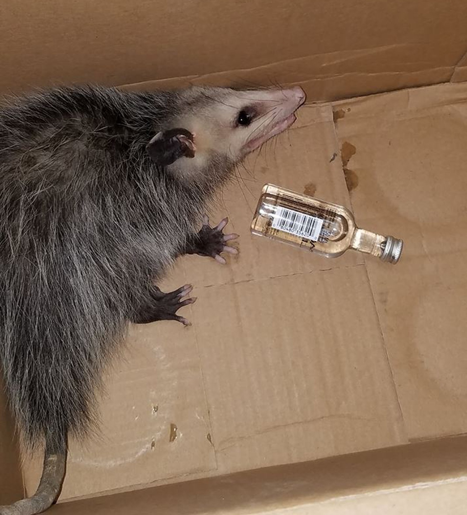 Gambá invade loja de bebidas e se embriaga