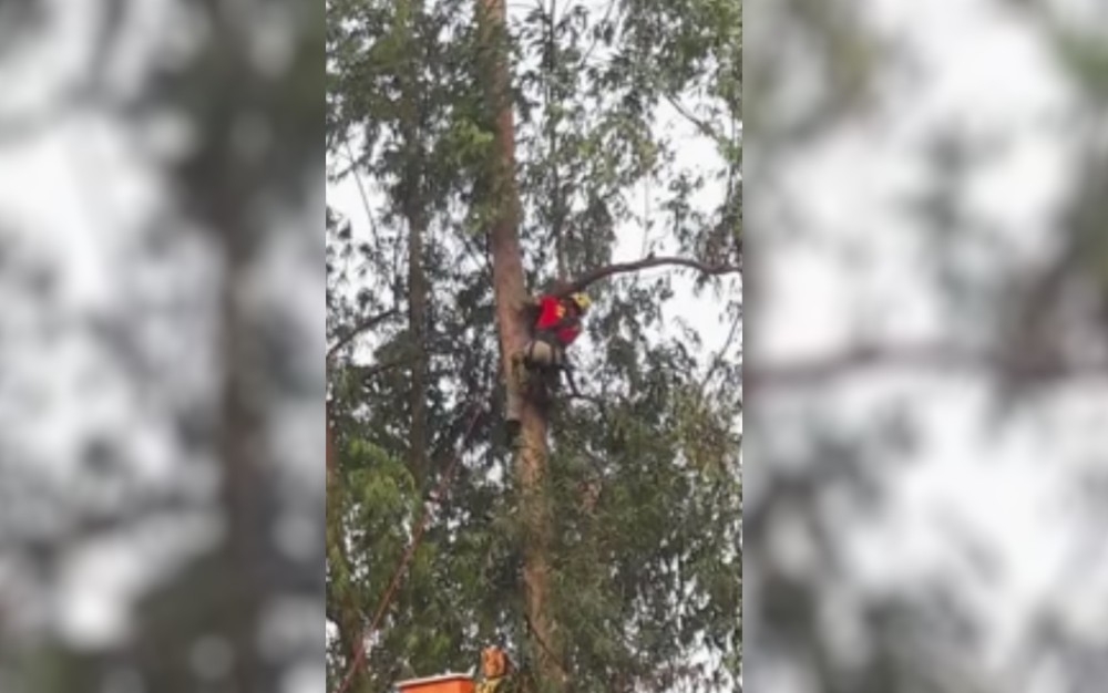 Gato é resgatado após ficar nove dias em topo de árvore