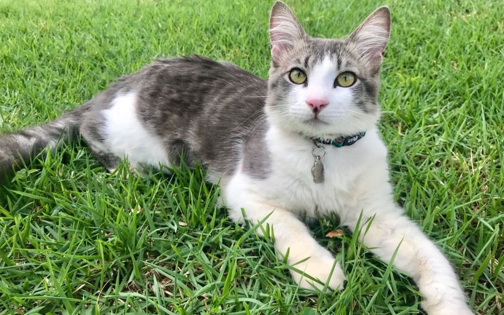 Gato fica gravemente ferido após ser atingido por tiro de chumbinho em condomínio de luxo, em Goiânia