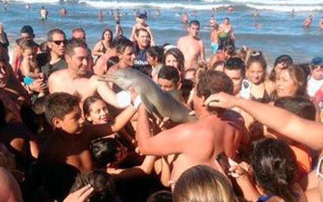 Golfinho morre após ser retirado do mar para selfie com banhistas