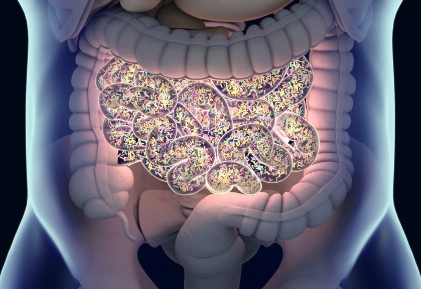 Pesquisadores anunciam a descoberta de novo órgão do corpo humano