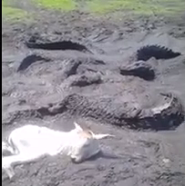 Vídeo mostra bois atolando em meio a jacarés mortos no Tocantins