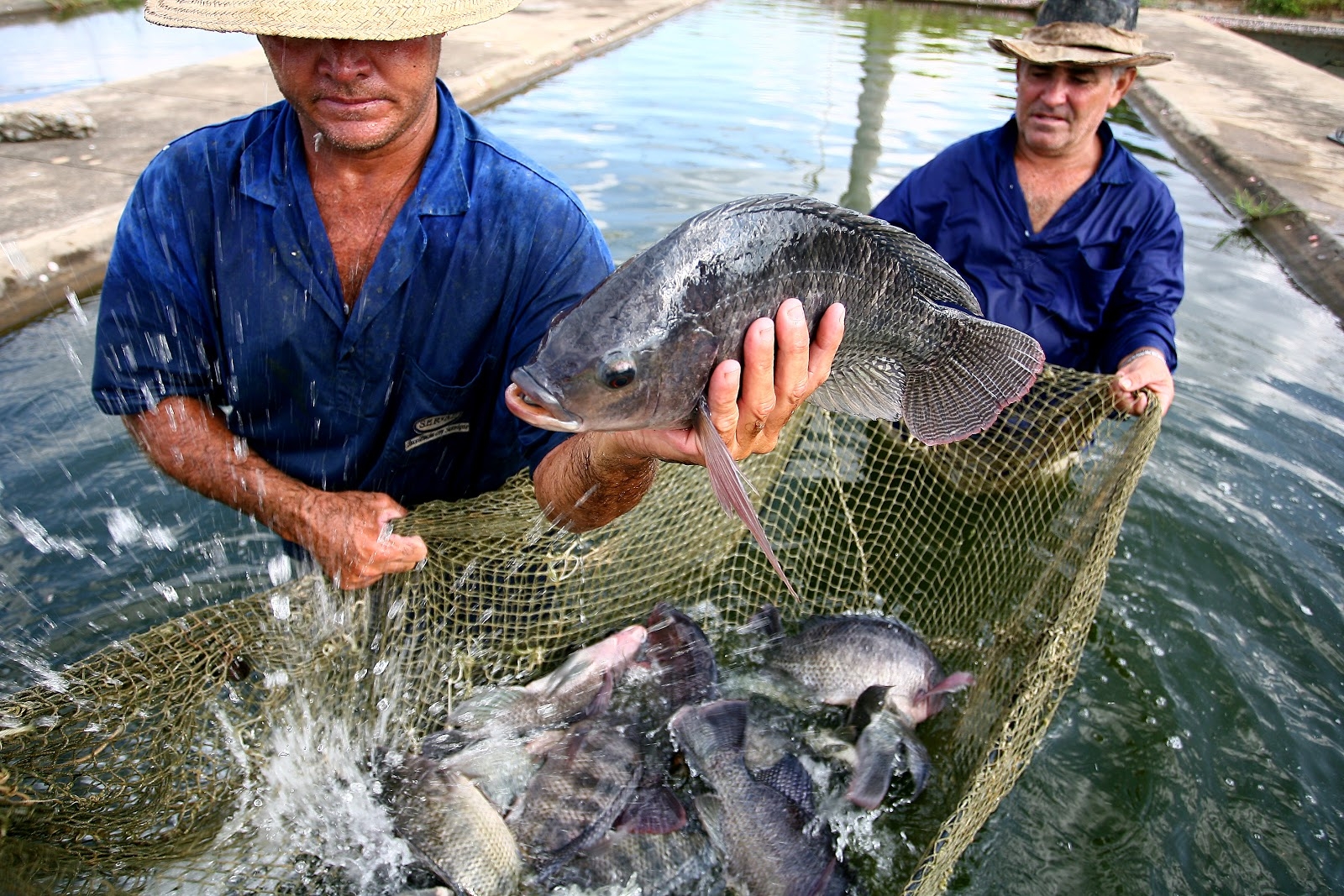 Licença ambiental para o exercício da pesca em Goiás