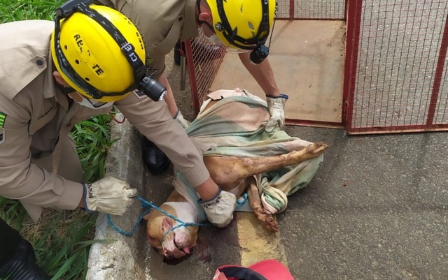 PM prende suspeito de agredir cachorro, em Inhumas