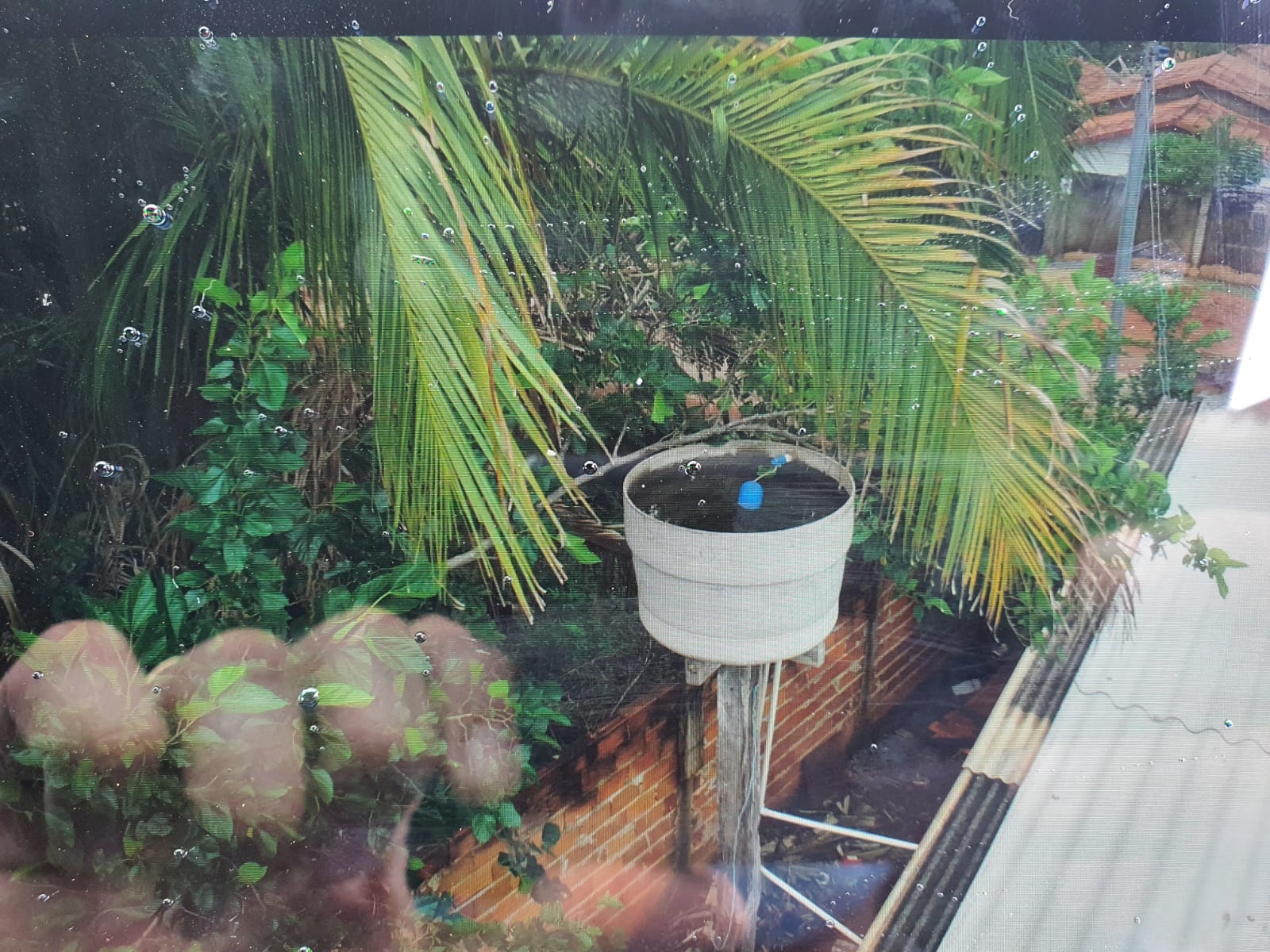 Combate ao ‘Aedes aegypti’ é intensificado